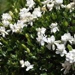 Gardenia