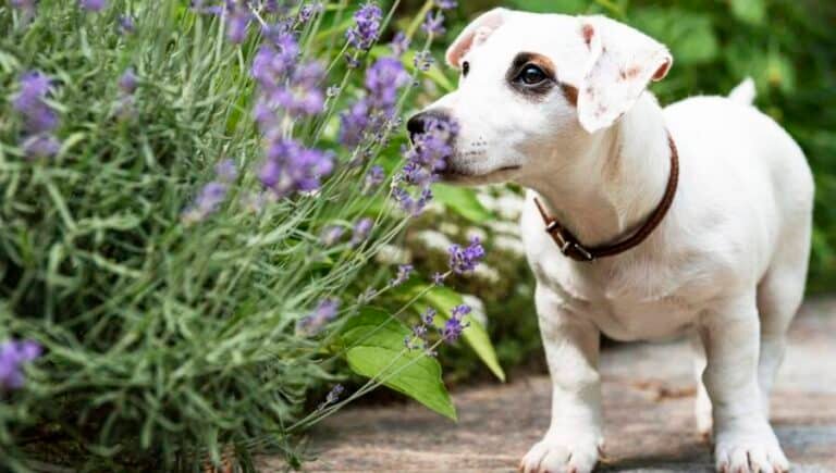 Are essential oil candles safe for dogs​？